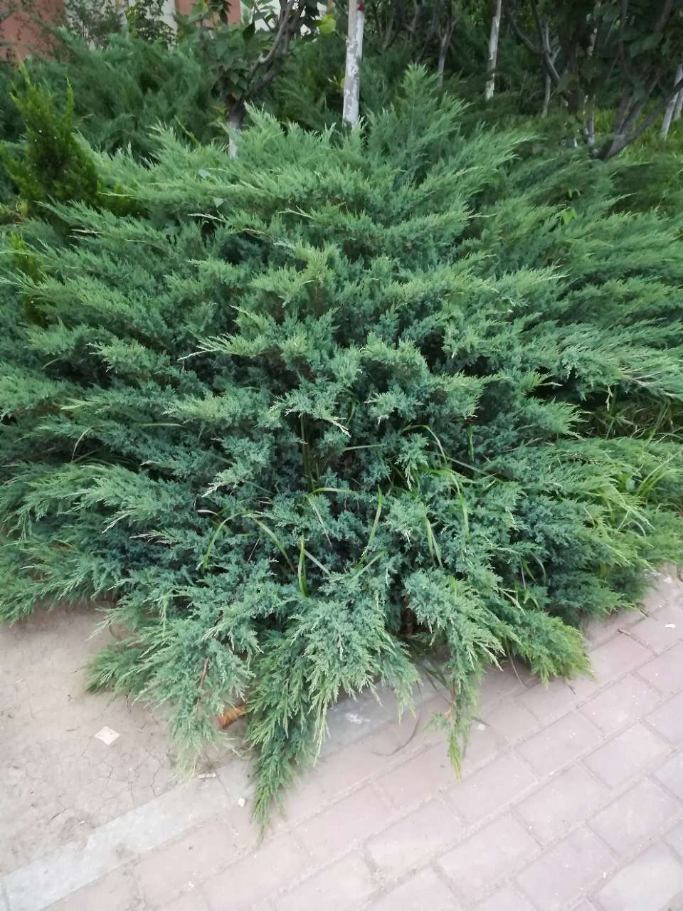 来自金戈铁马爸比的便民圈